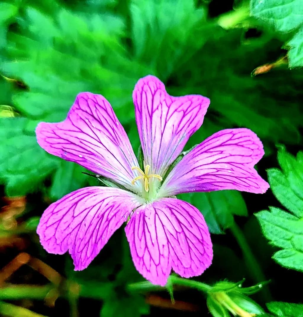 Magenta Geranium