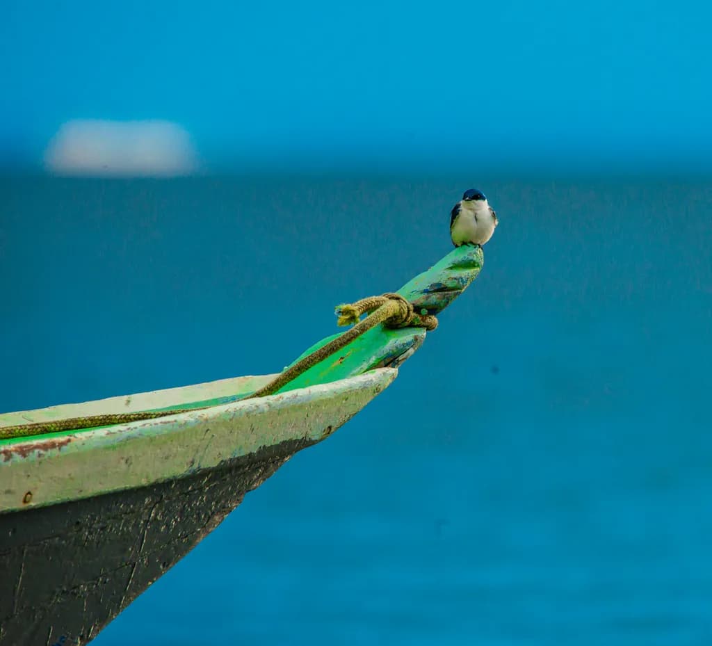 Perched Serenity