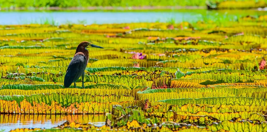 Heron Among Lilies