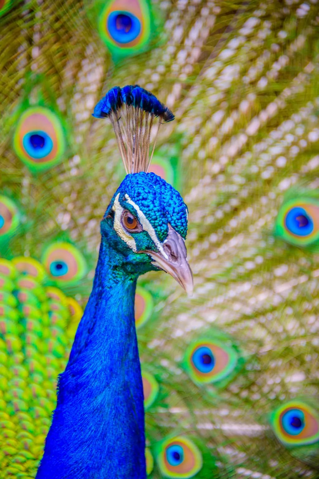 Regal Peacock