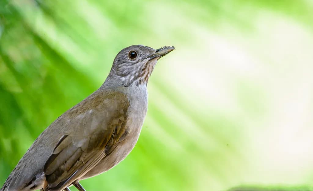 Nature's Watcher