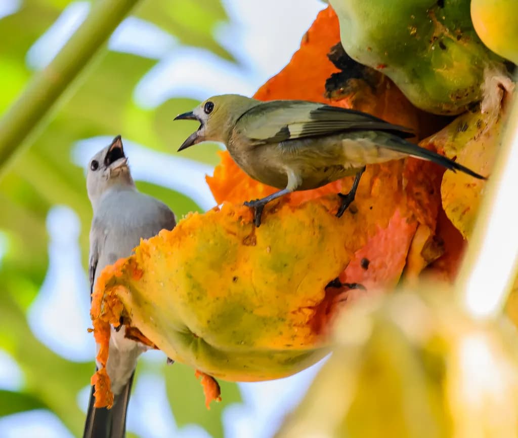 Fruitful Encounter