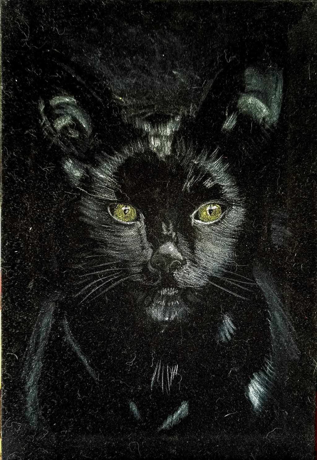 Black Cat Gaze