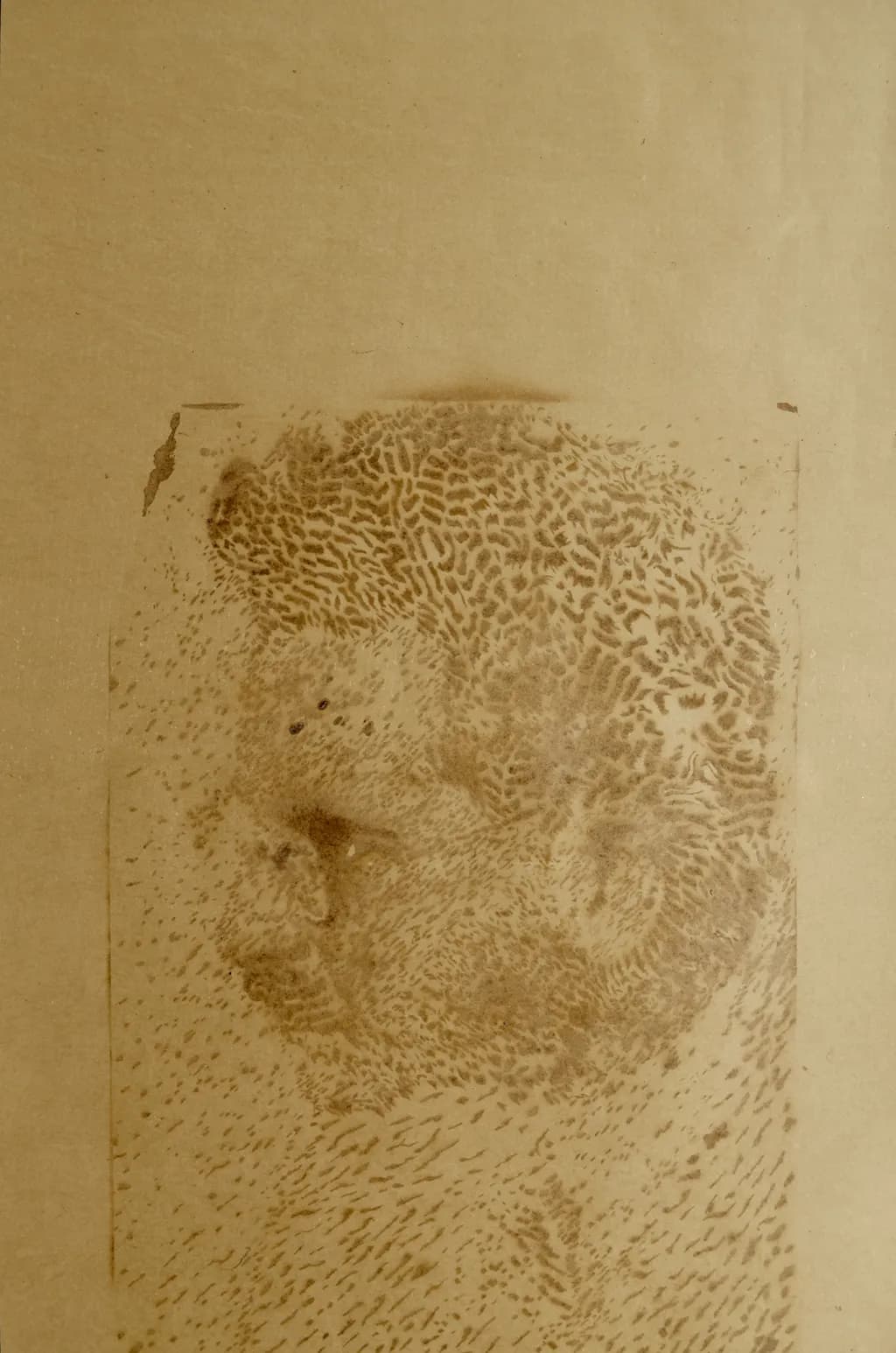 W. Benjamin. Grease drawing on paper. 2015