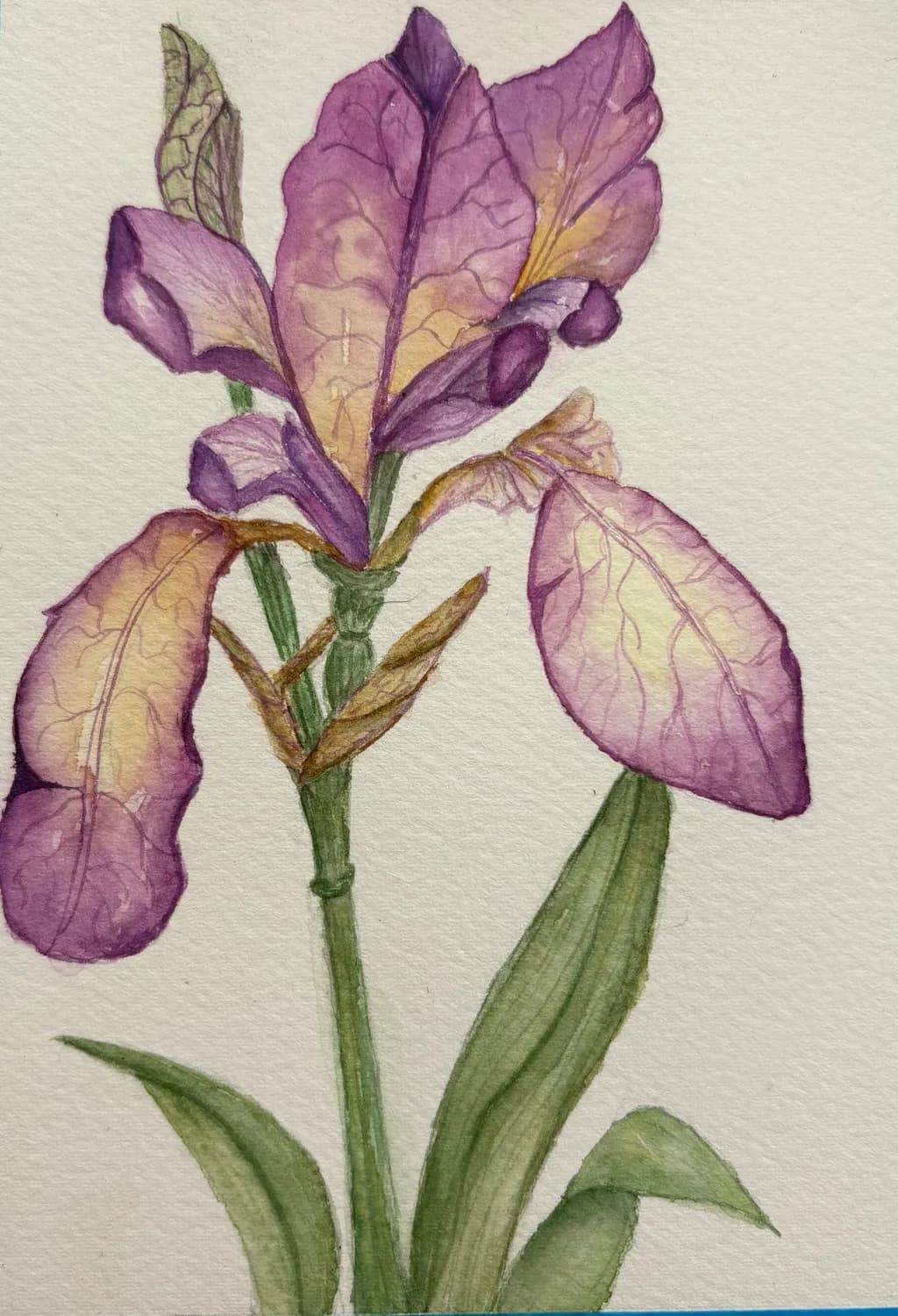 Purple Iris Bloom