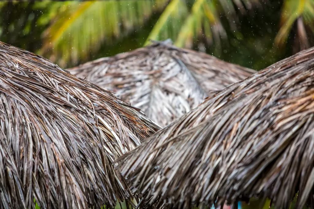Rain on Palm Thatch