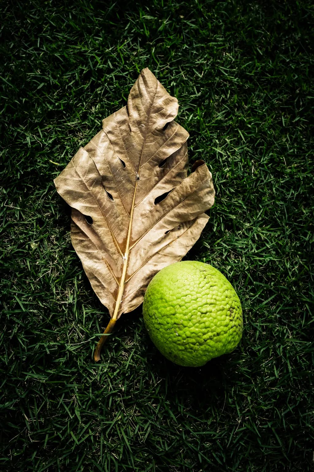 Leaf and Green Fruit