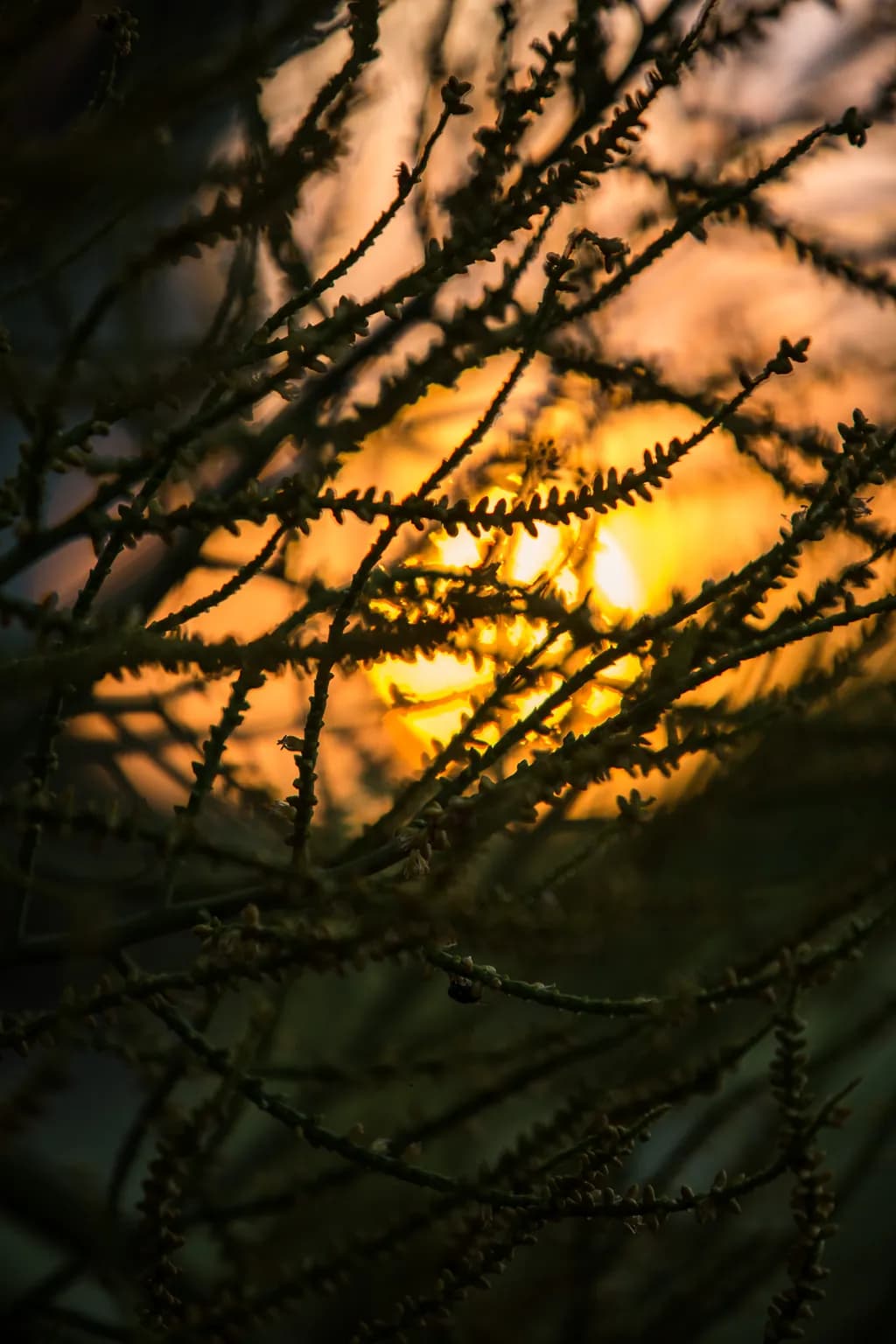 Sunset Through Branches