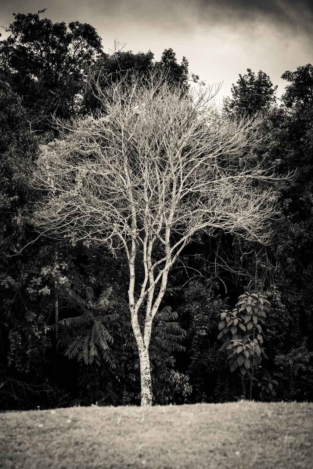 Solitary Tree in the Forest