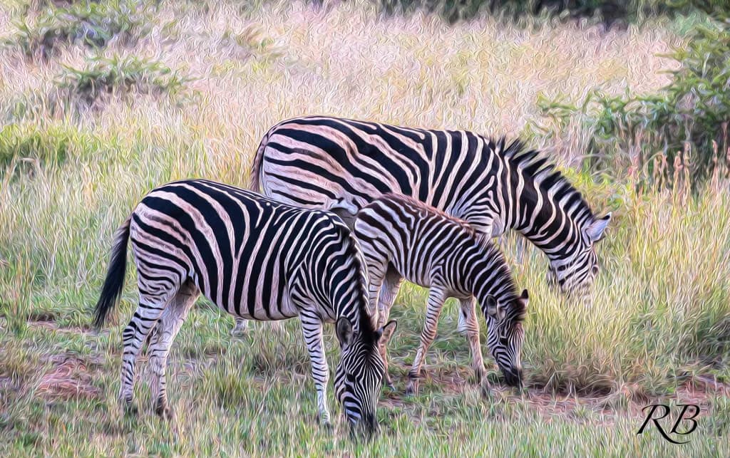 Zebra Family