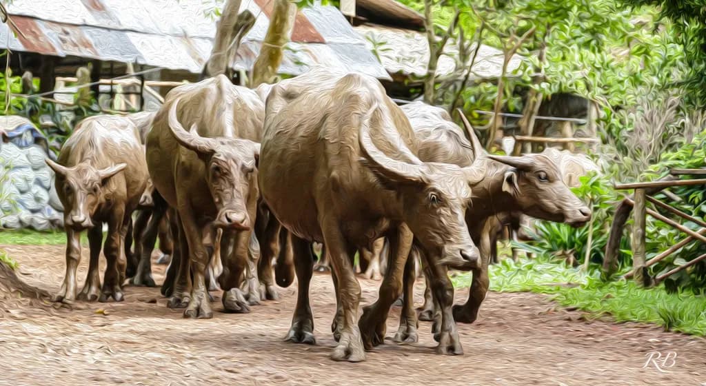 Water Buffalo Walk