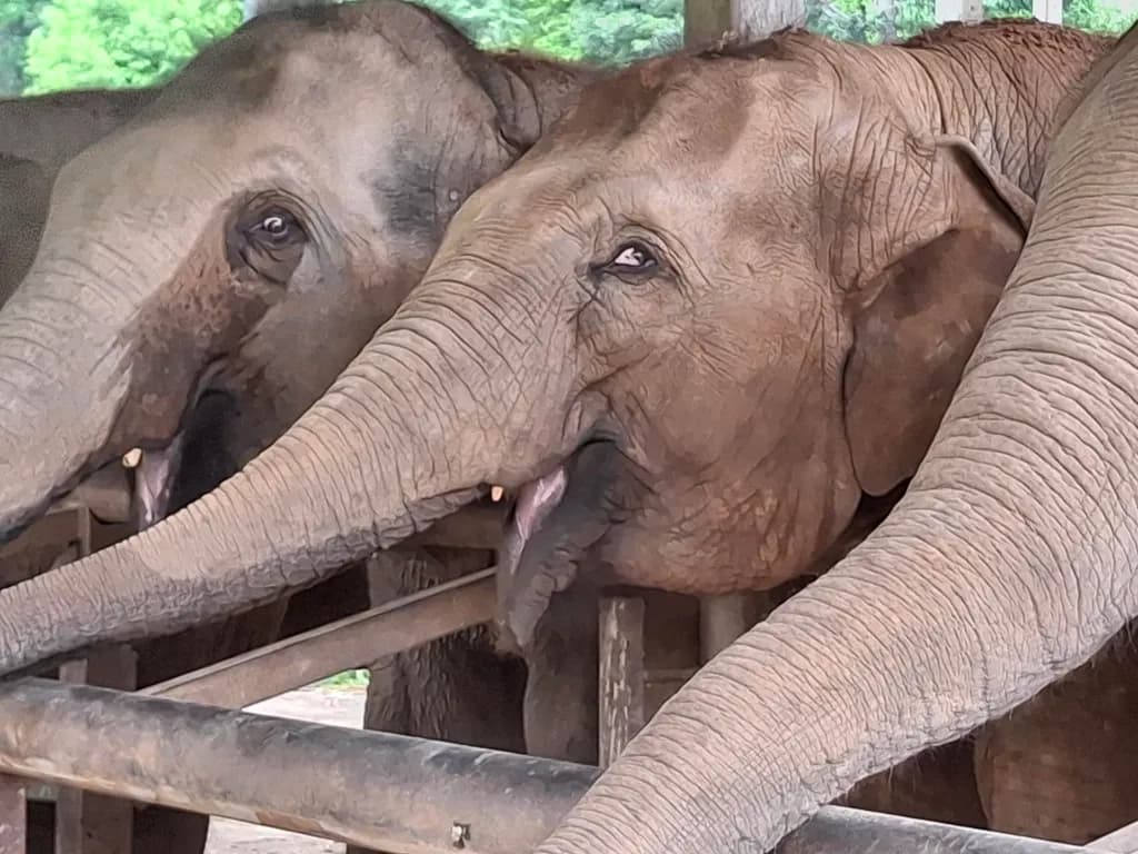 Captive Giants