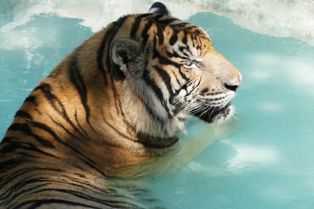 Tiger Reflection