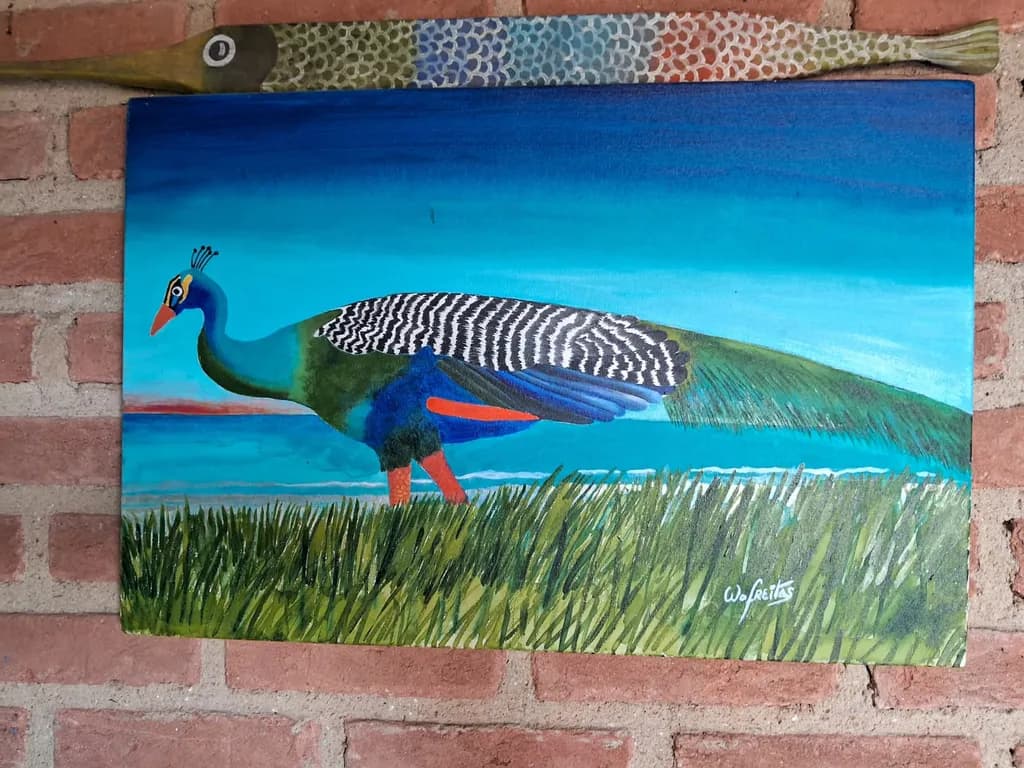 Pavão in Grass