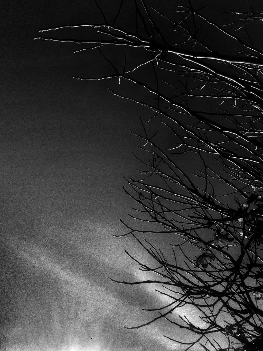 Bare Branches