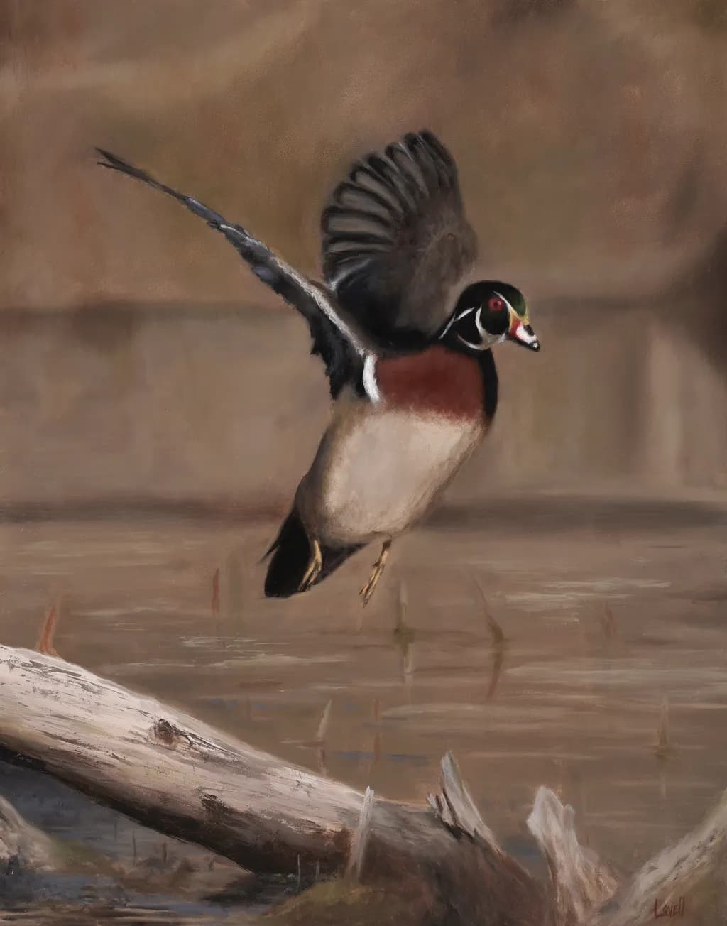 Wood Duck's Vibrant Flight