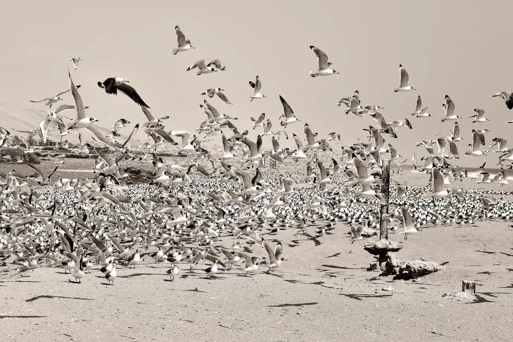 Flock in Motion