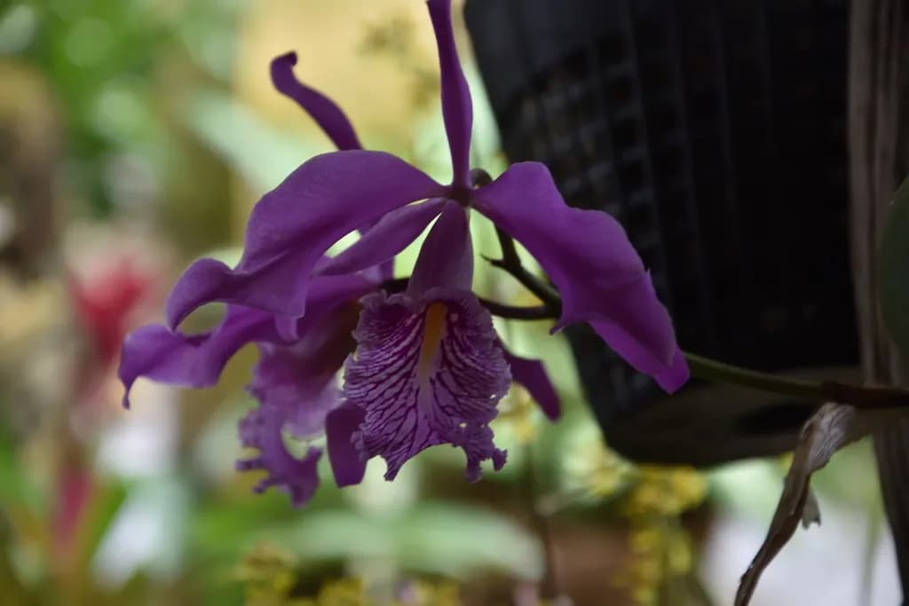 Purple Orchid Elegance