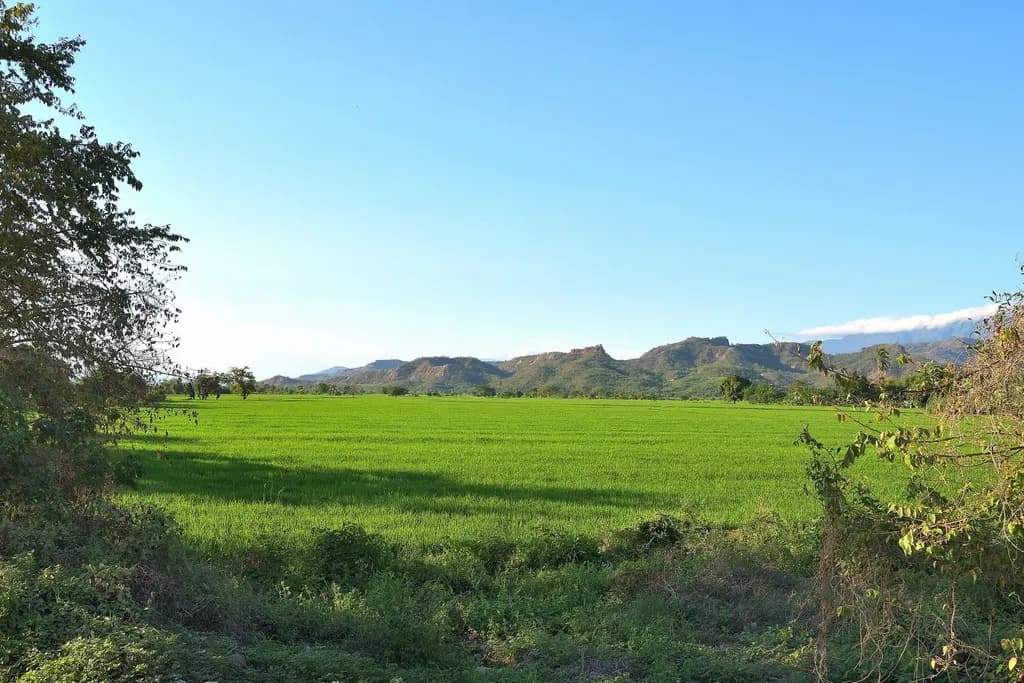 Lush Horizons