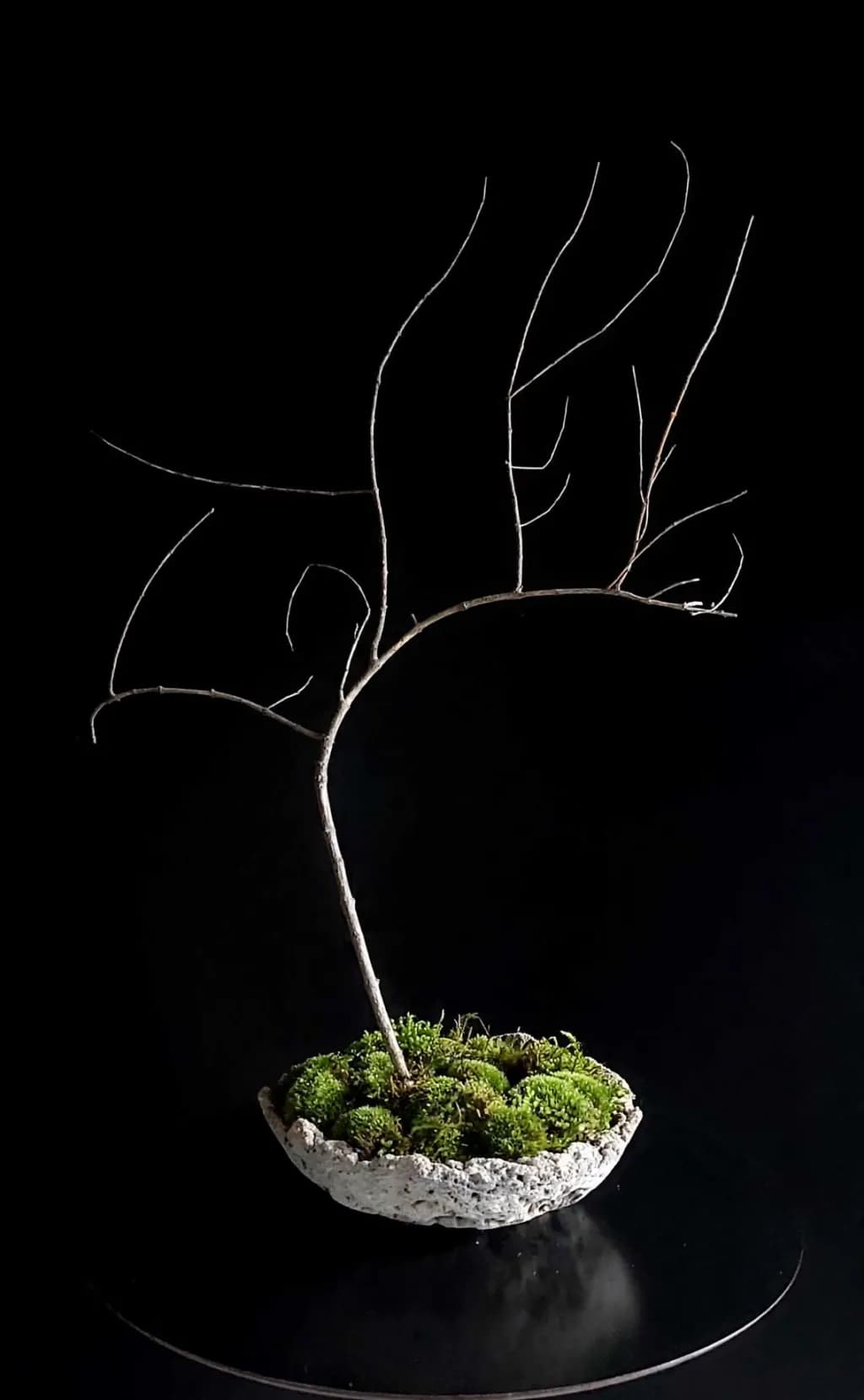 Bonsai with Moss