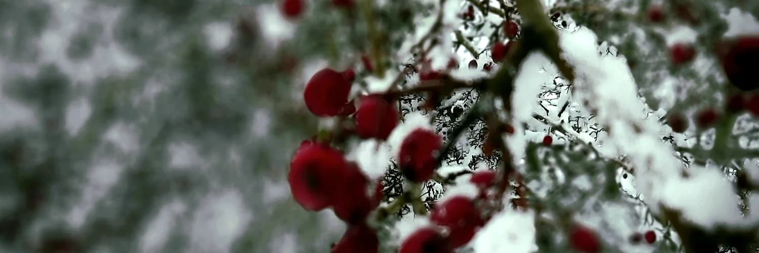 Banner del perfil
