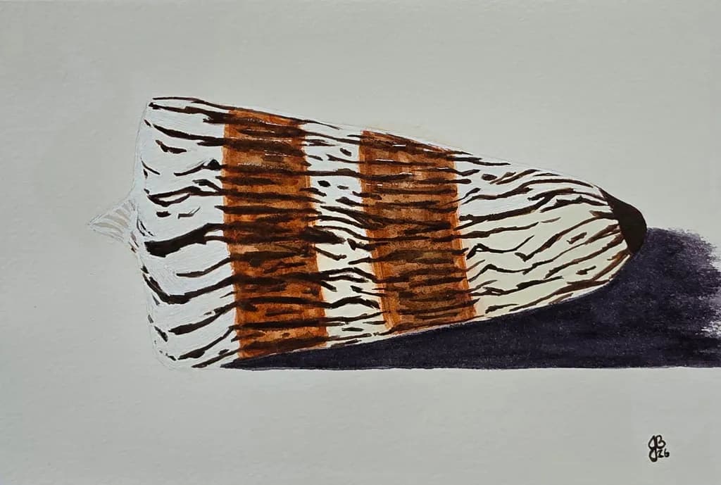 Cone Shell