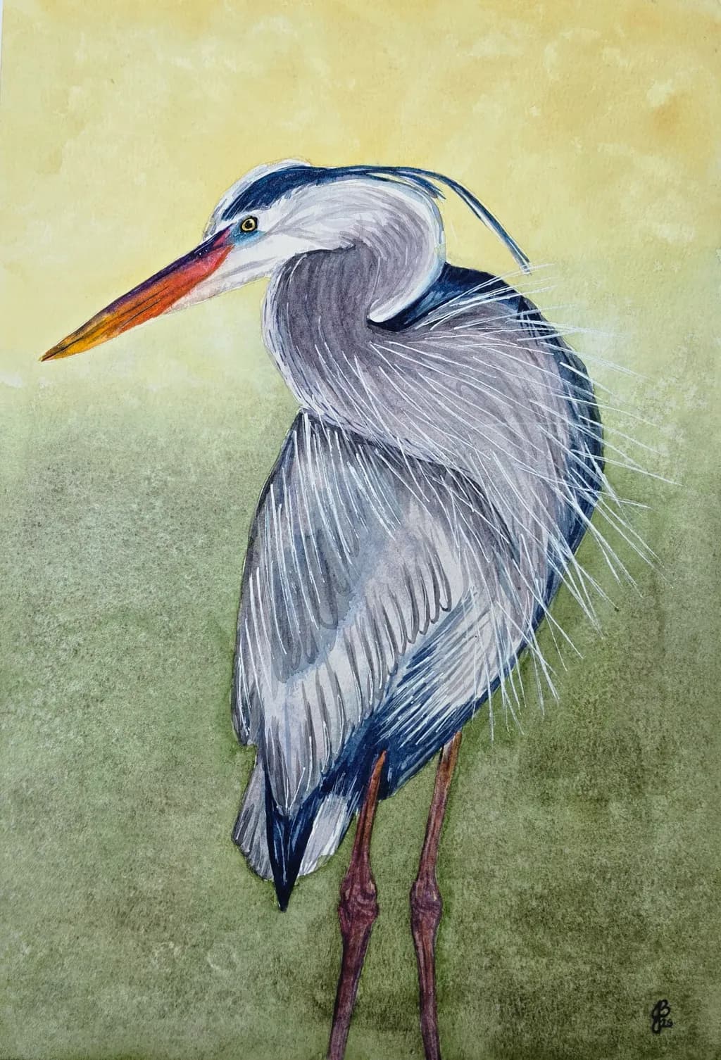 Great Blue Heron