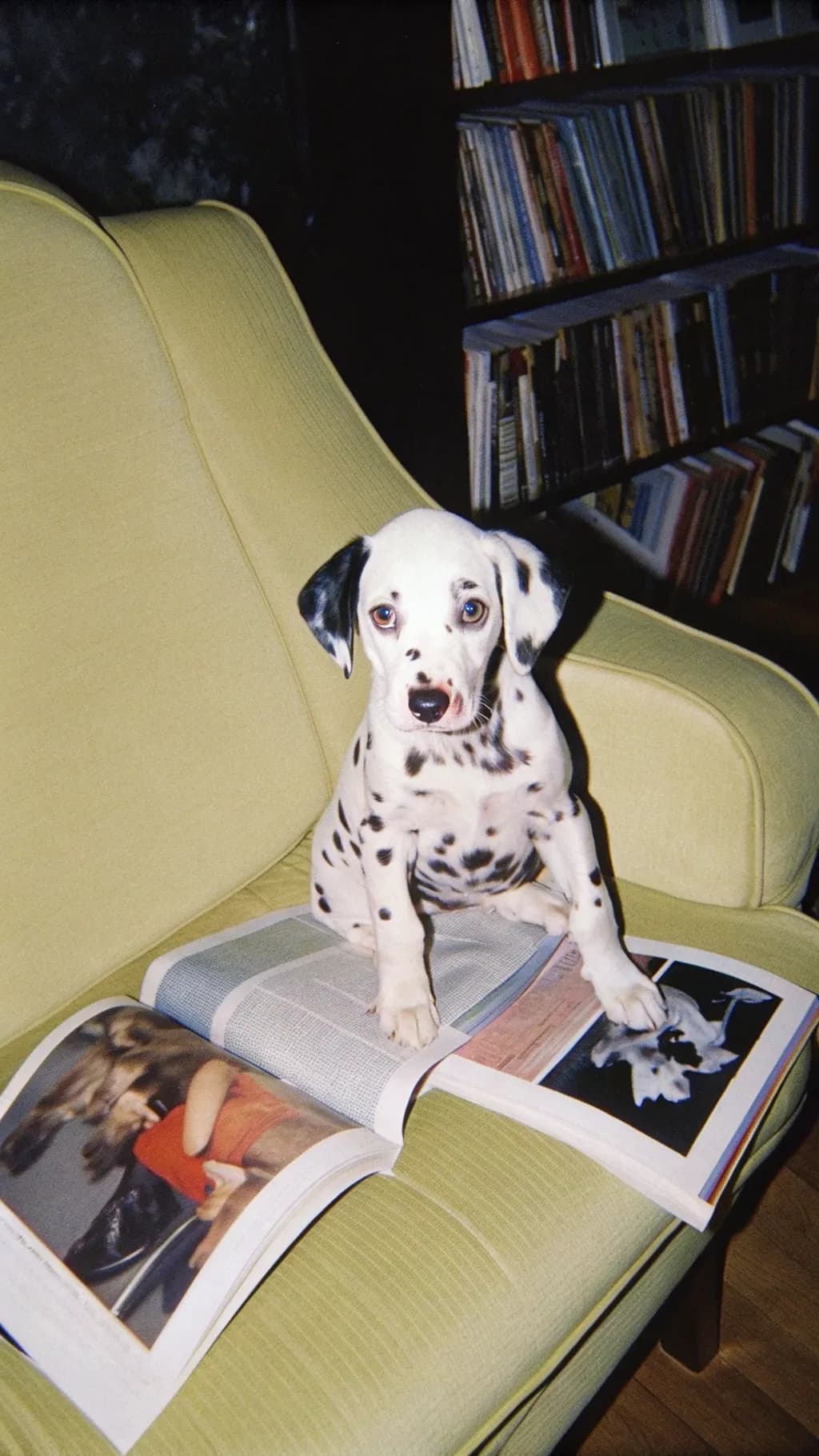 Dalmatian Discovery