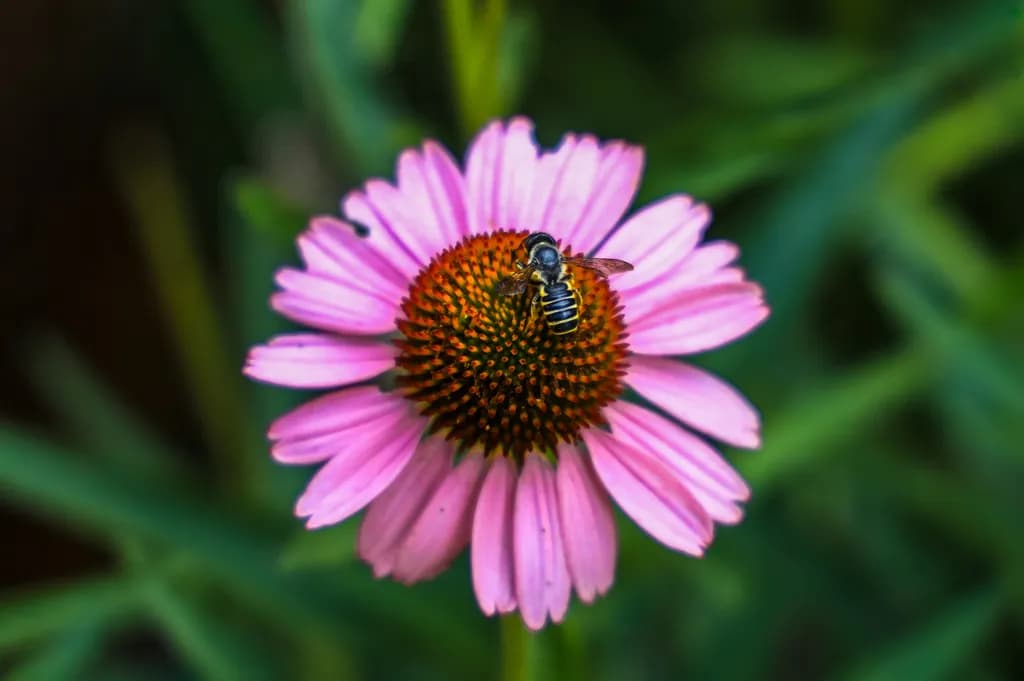 Bee on Blossom