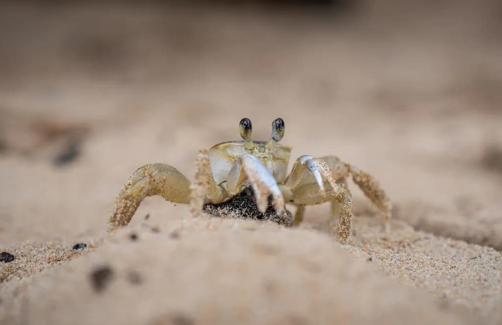 Sand Sentinel