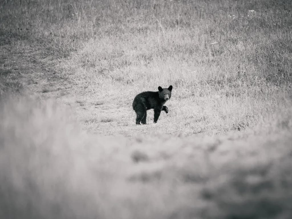 Solitary Cub