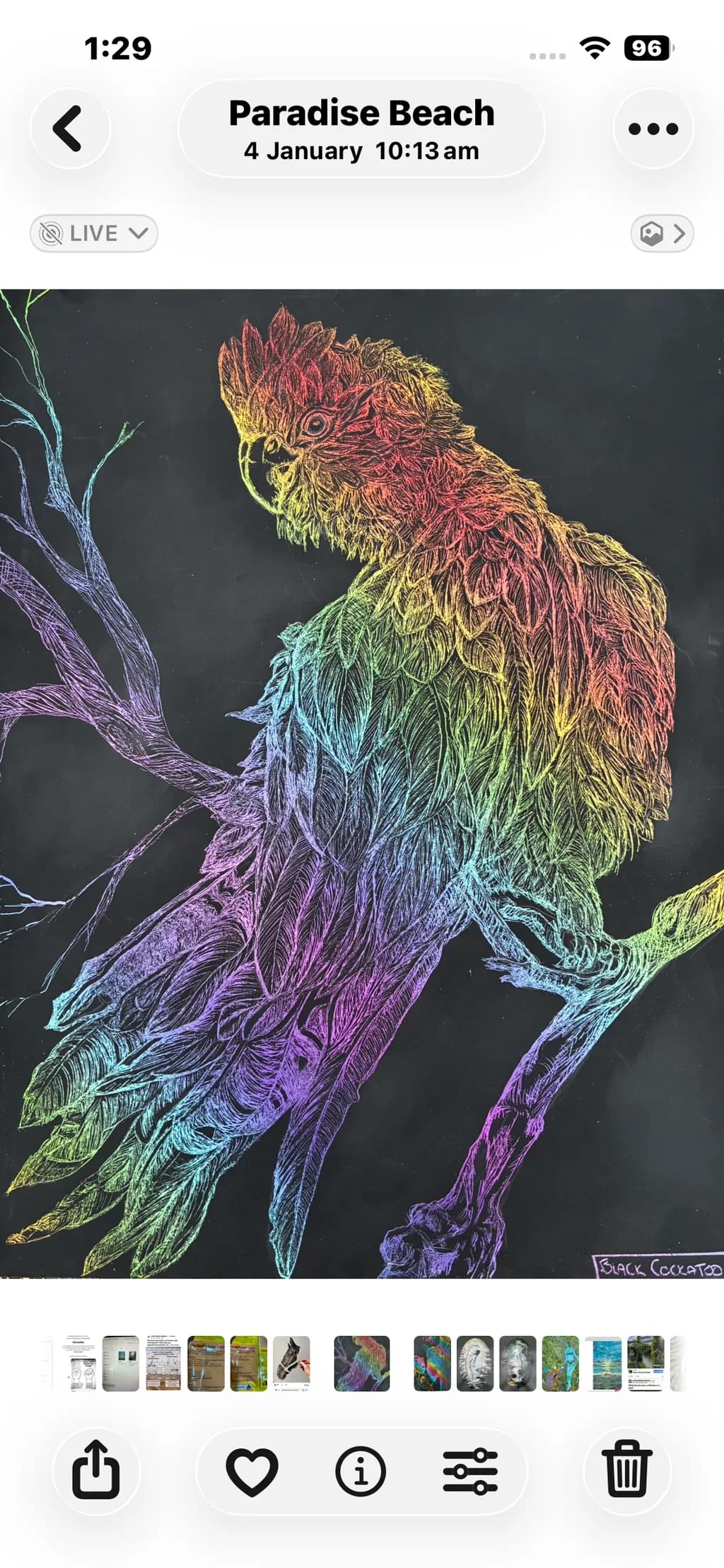 Rainbow Cockatoo