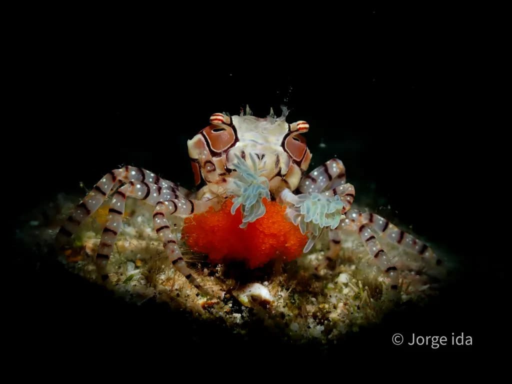 Egg-Guarding Boxer Crab