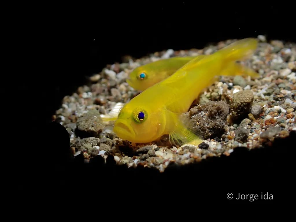 Yellow Fish on Gravel