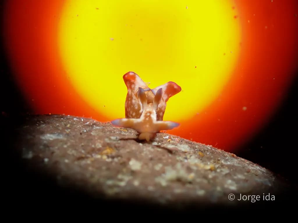 Nudibranch on Rock