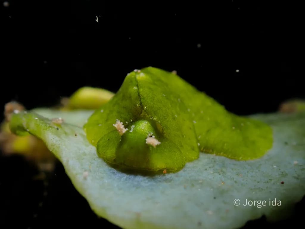 Green Leaf Slug