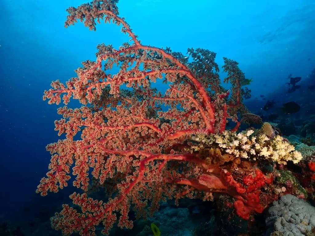Coral Reef Detail