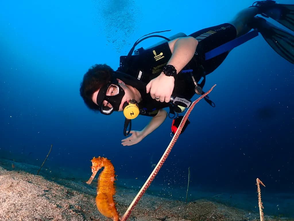 Diver and Seahorse Encounter