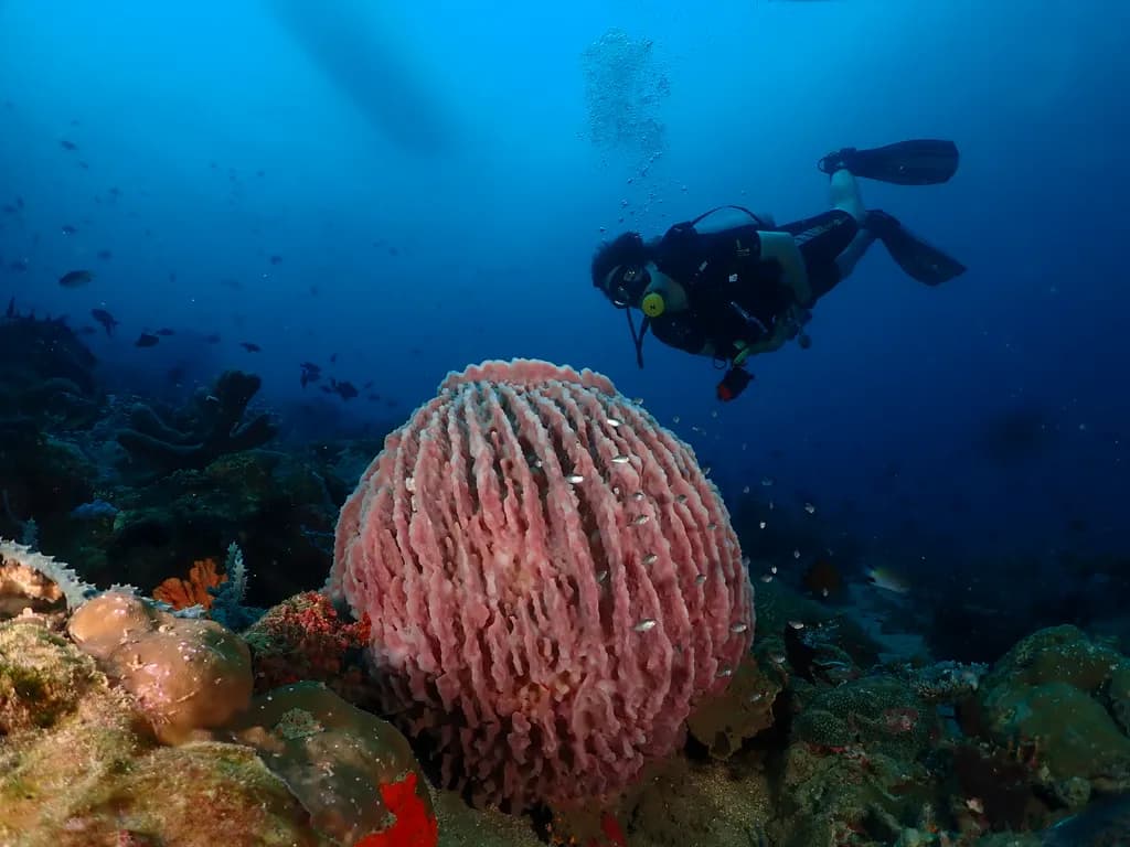Underwater Diver and Barrel Sponge
