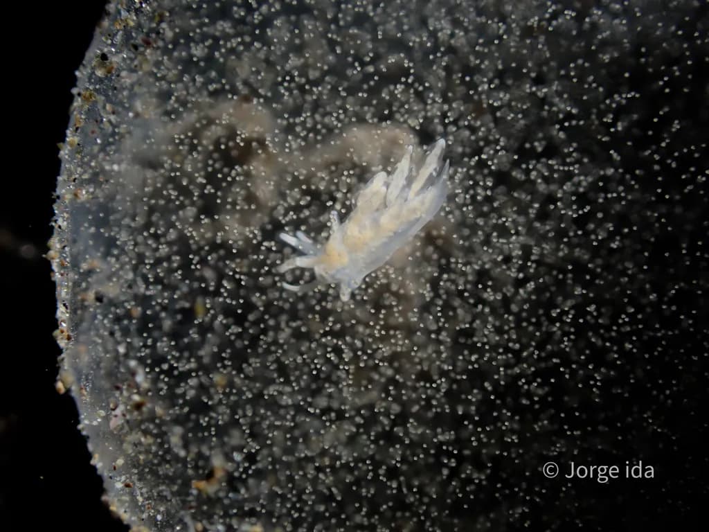 Transparent Marine Plankton