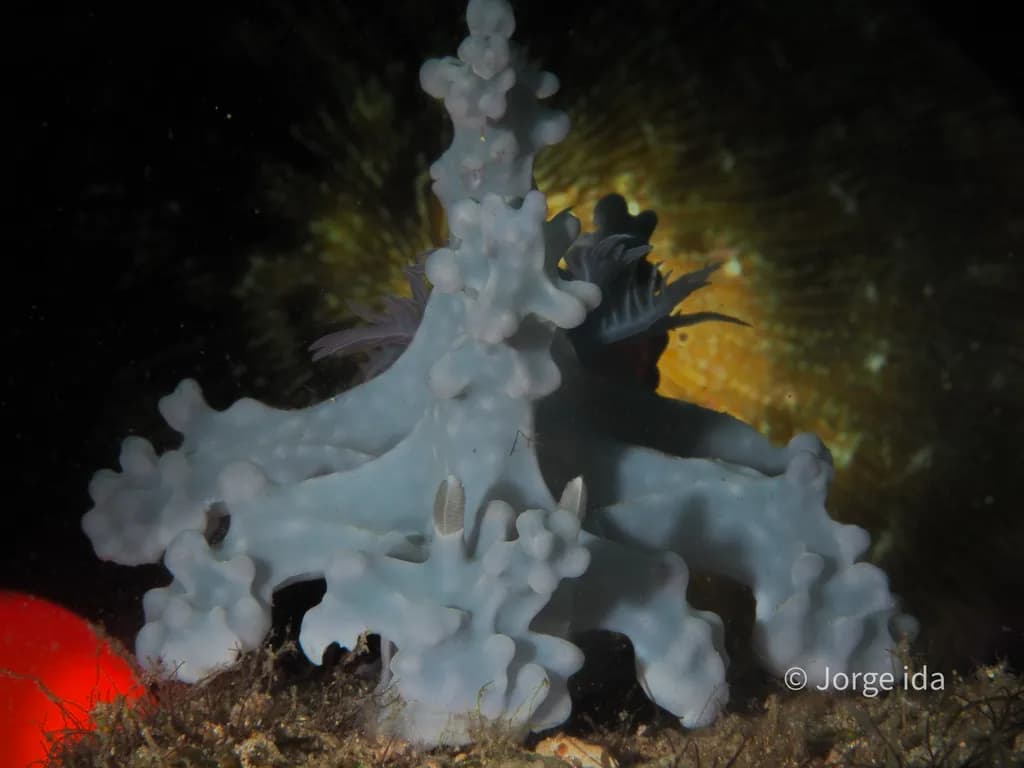 Underwater Marine Creature