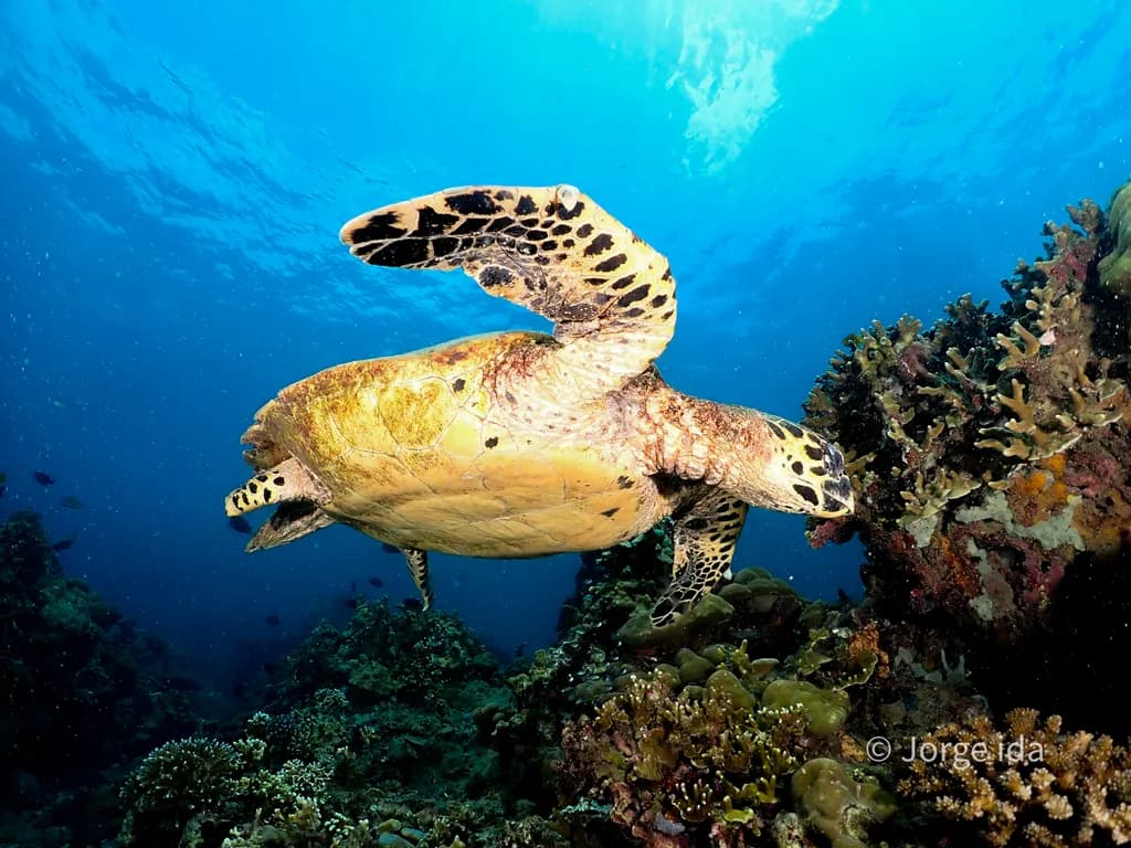 Coral Reef Turtle