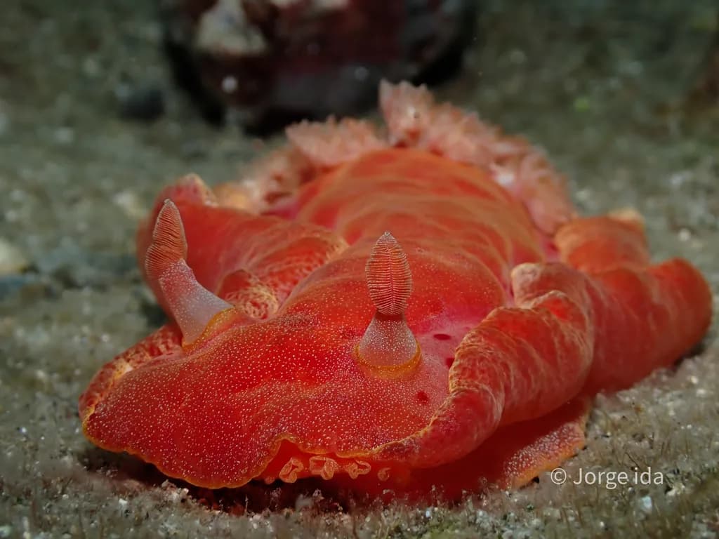 Red Sea Slug