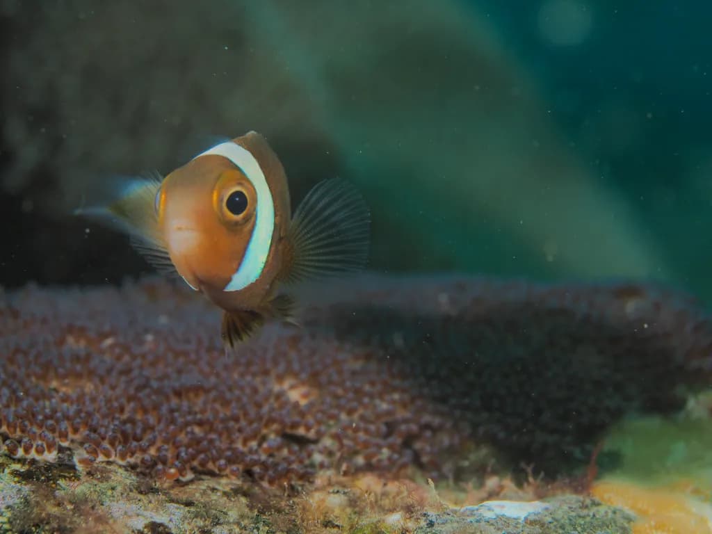 Clownfish and Coral