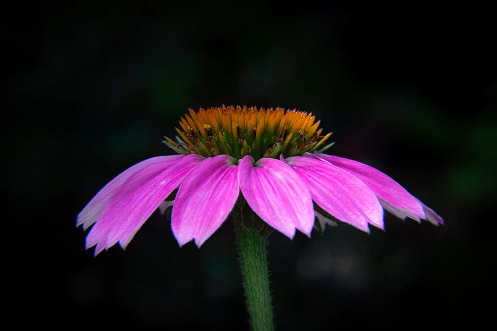 Radiant Coneflower