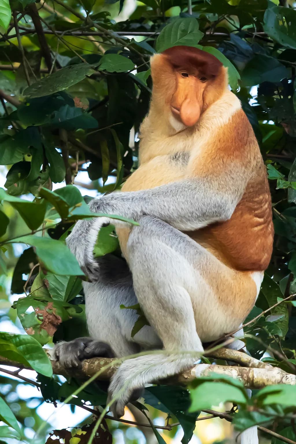 Proboscis Contemplation
