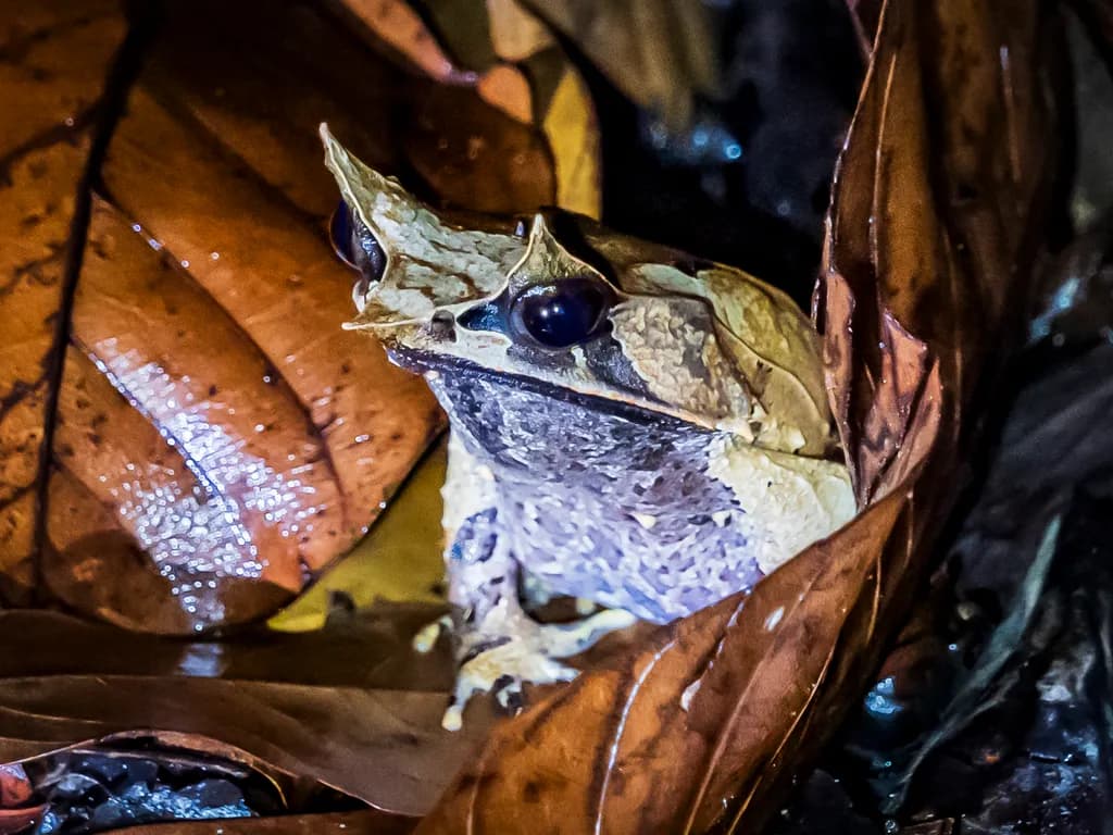 Borneo Horned Frog