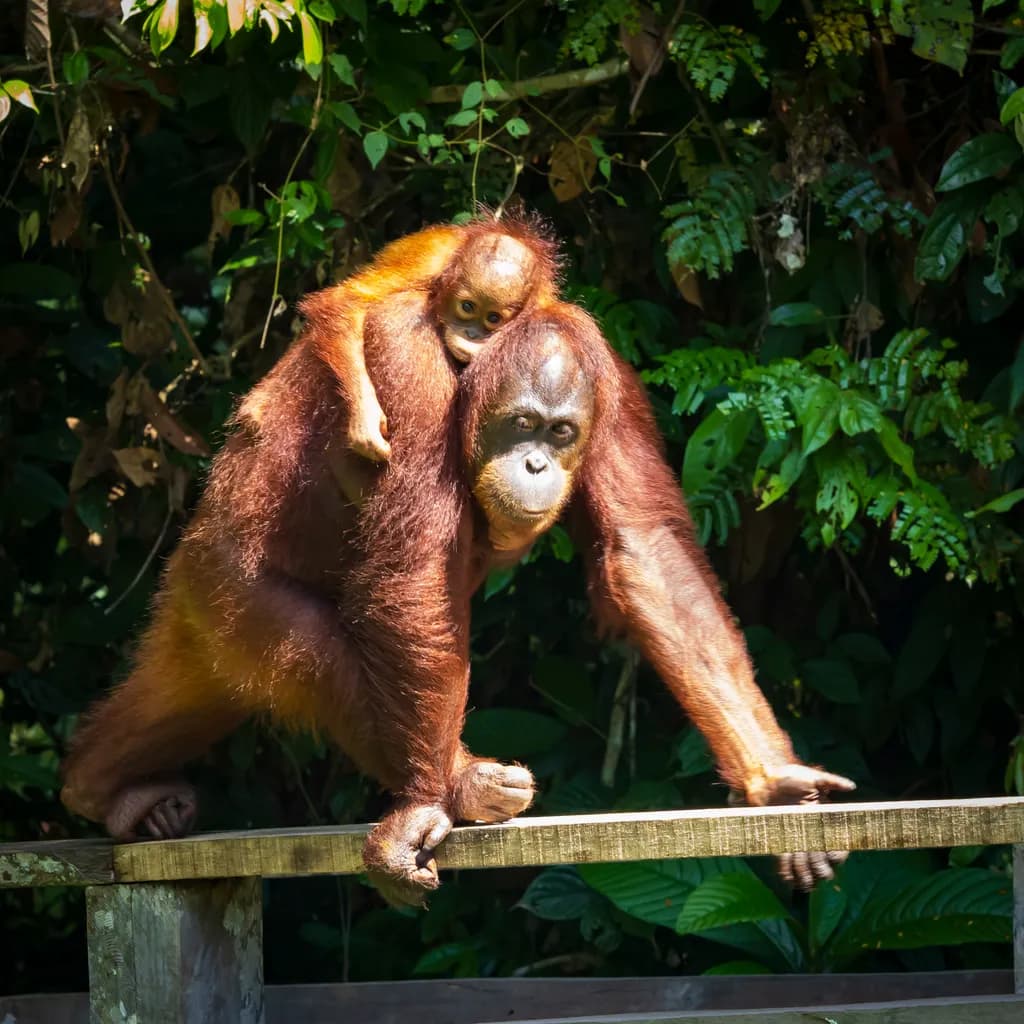 Bornean Bond