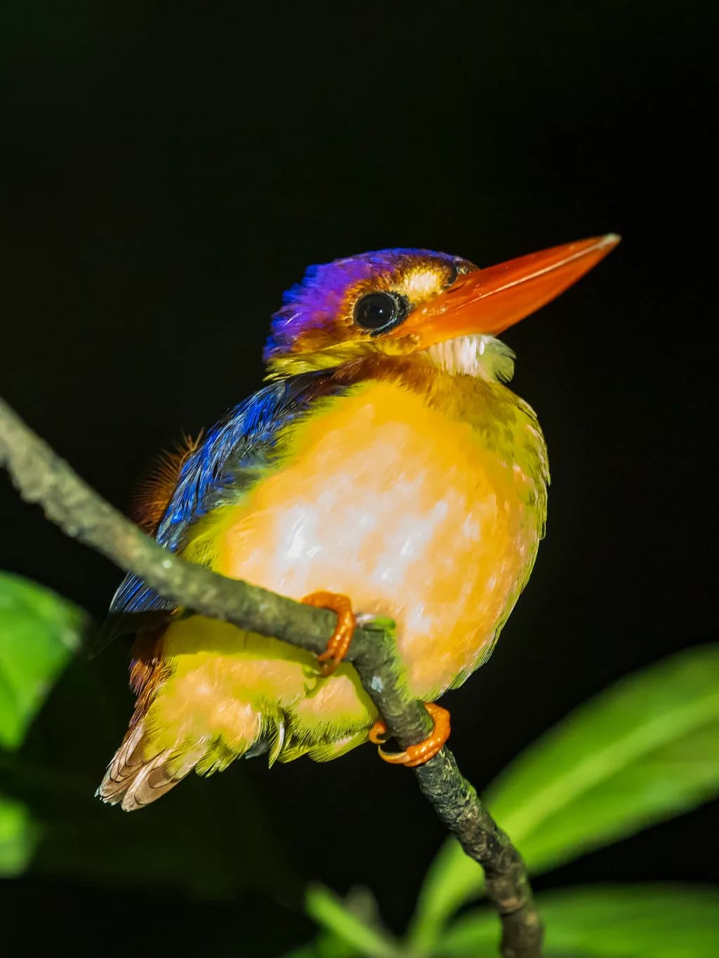 Rufous-backed Kingfisher