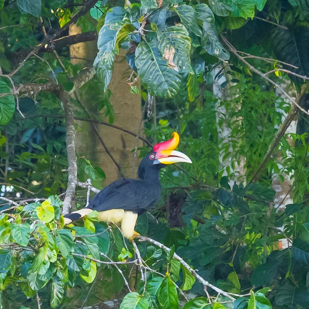 Borneo Rhinoceros Hornbill